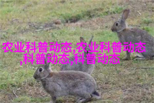 橙子