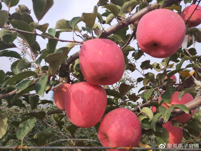 农业科普动态_金土地农业科普示范园_最新思汗农业刘洋动态/