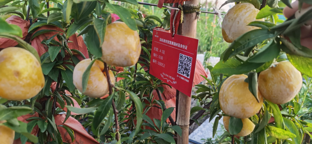 农业科研成果_本科生科研立项成果集_江苏农业软科学成果/