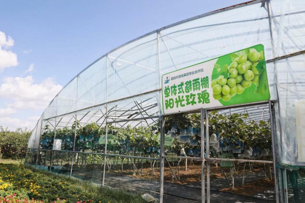 农业新闻报道_农业综合新闻_农业新闻稿范文300字/