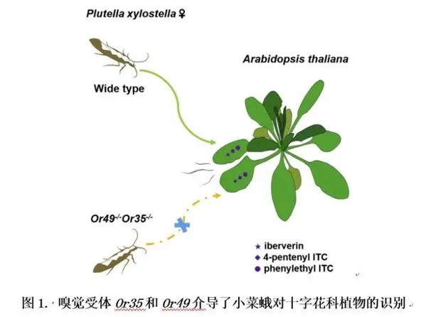 农业科研项目_农业研究成果_农业科研成果/